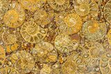 Composite Plate Of Agatized Ammonite Fossils #280974-1